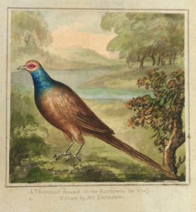 Houghton EC7.Sh466.741j - Shestone, pheasant