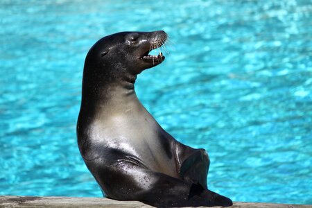 Swim sea nature