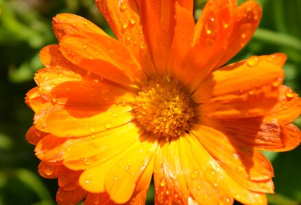 Rain morning flower photo