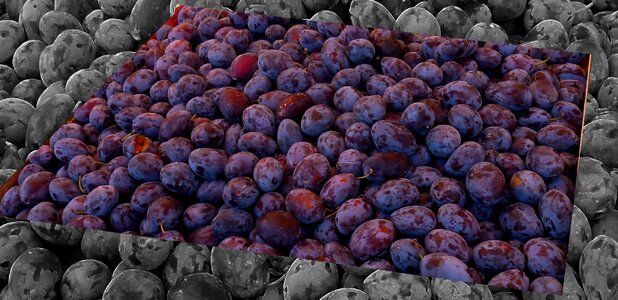 Food prunus domestica eat