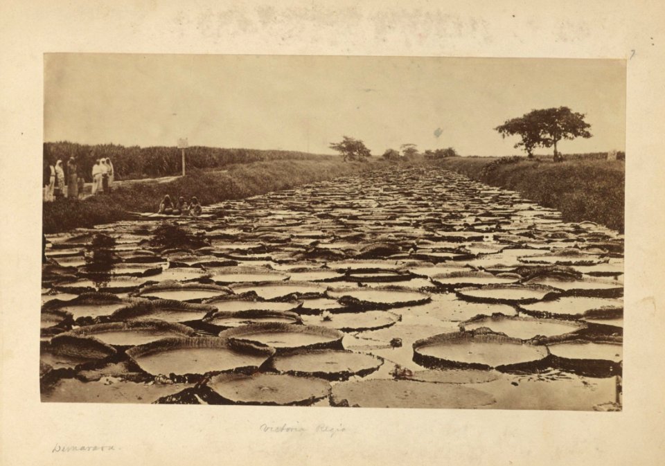 Houghton MS Am 2211 (7) - Demerara, Victoria Regia