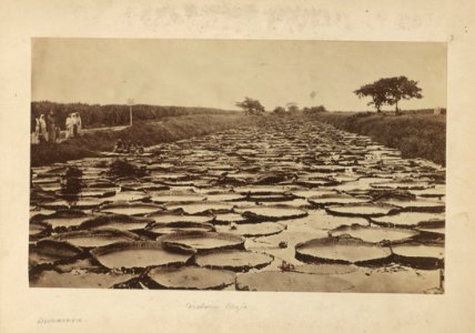 Houghton MS Am 2211 (7) - Demerara, Victoria Regia