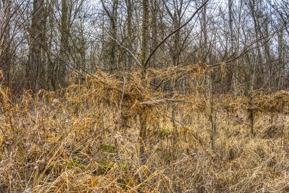 Trees filth pollution