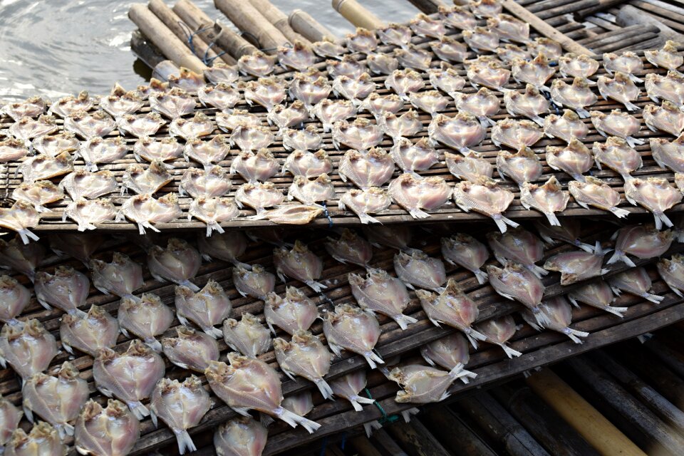 More dried fish indonesia