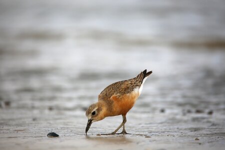 Animal beach shorebird