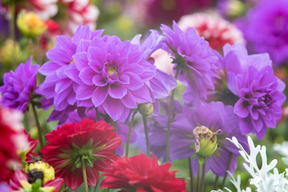Garden flower's summer