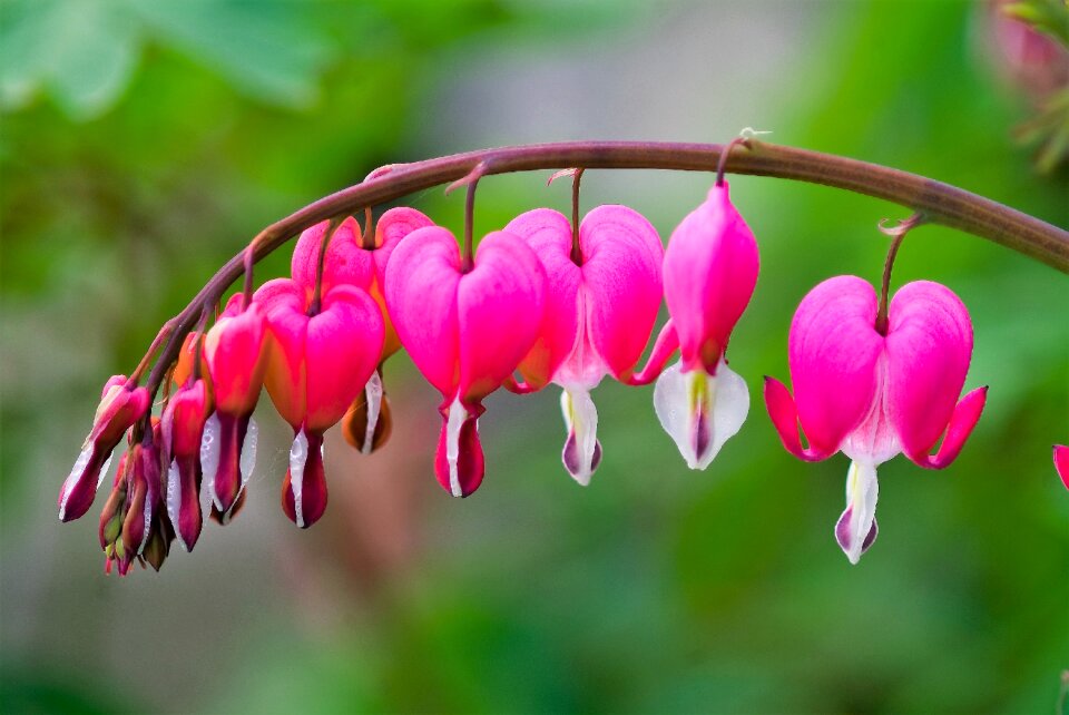 Flowers bleeding heart spring