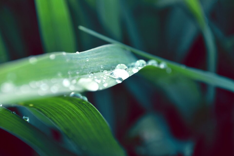 Raindrop macro green leaf