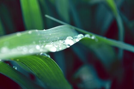 Raindrop macro green leaf