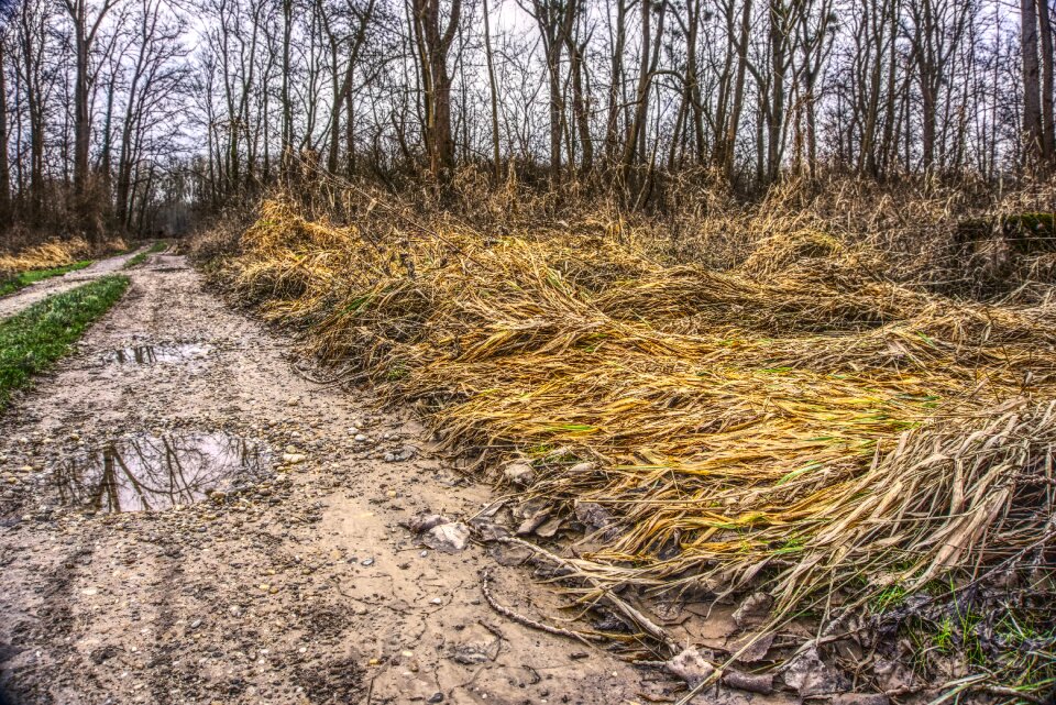 Trees filth pollution
