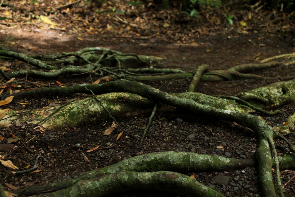 Tree with roots plant tree roots