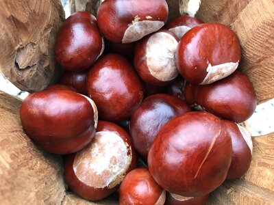 Brown buckeye gather chestnuts photo