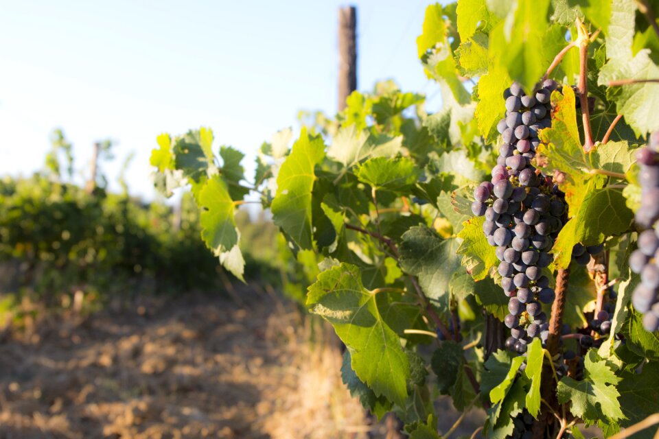 Screw grapes cultivation