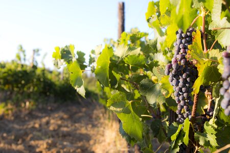 Screw grapes cultivation