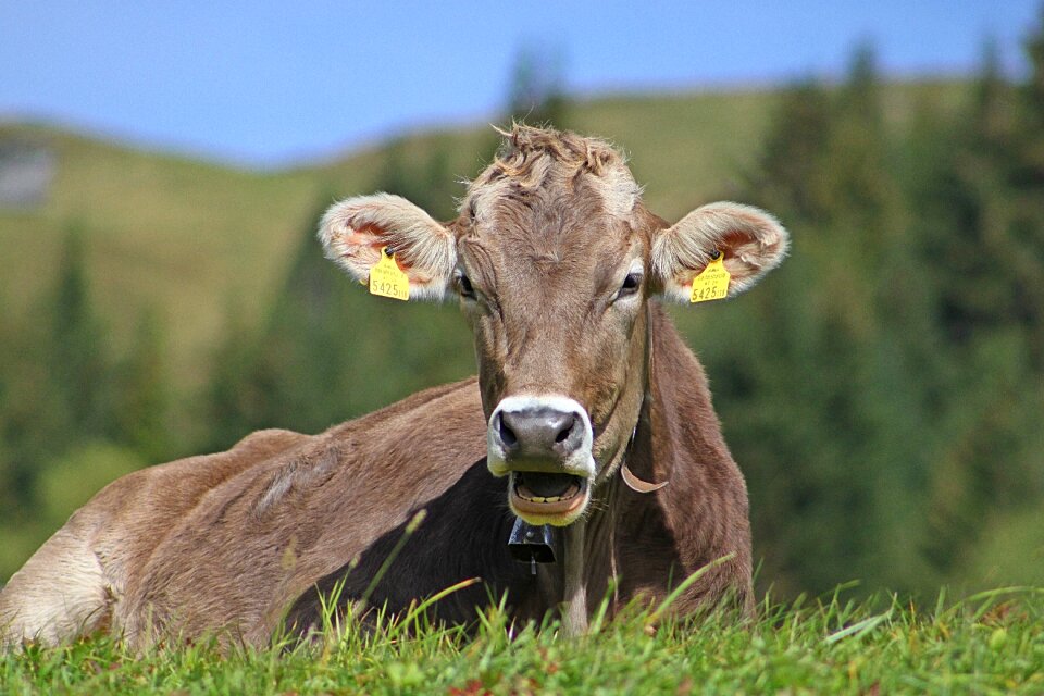 Pasture animals alpine