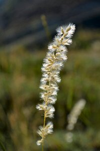Flower current season grass
