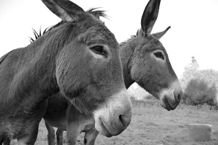 Profiles heads gray donkey young ass photo