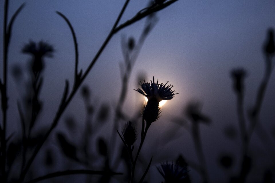 Sky flora flower