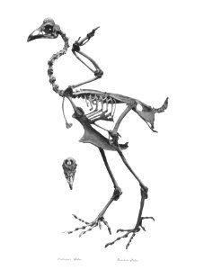 Houdan Huhn 50