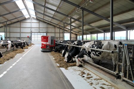 Robot lely cows