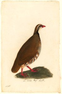 Houghton MS Am 21 (14) - John James Audubon, Alectoris rufa