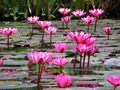 Pink flower nelumbo nucifera aquatic
