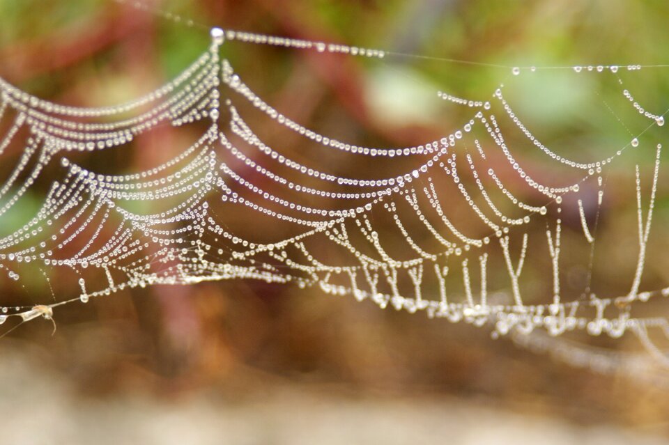 Water drops spider web crystal clear