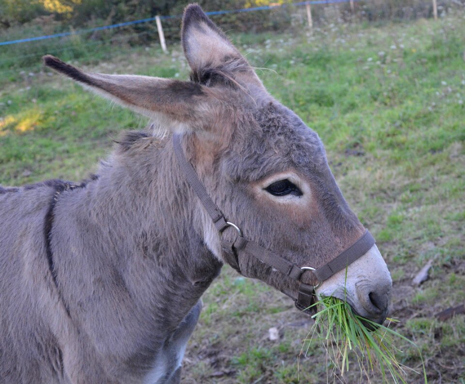 Eat grass ruminant herbivore