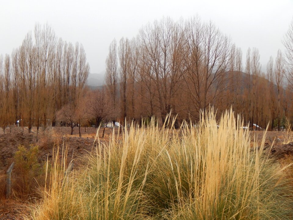 Winter cold trees without leaves