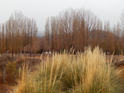 Winter cold trees without leaves