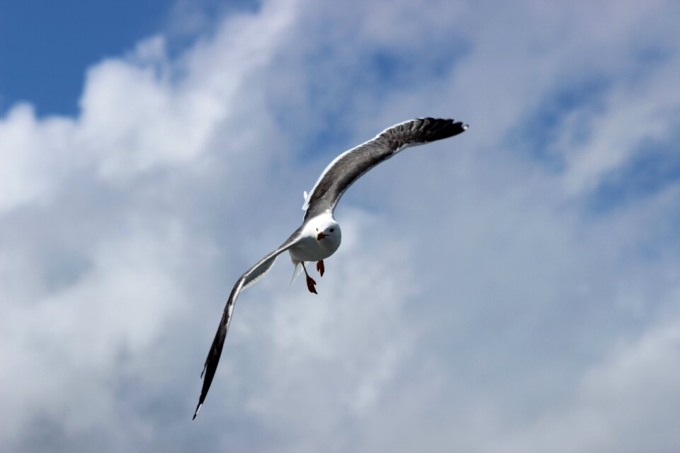 Seagull west frisian air
