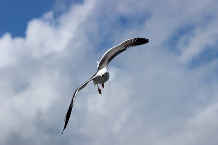 Seagull west frisian air photo