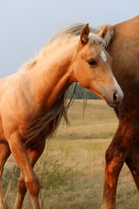 Animal pasture colt