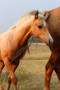 Animal pasture colt photo