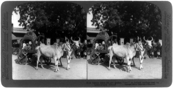 How beauty takes the air - Indian reet or bullock carriage used by ladies of rank, Ulwar LCCN2002716155