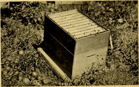 How to Keep Bees 140