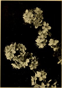 How to Keep Bees 196