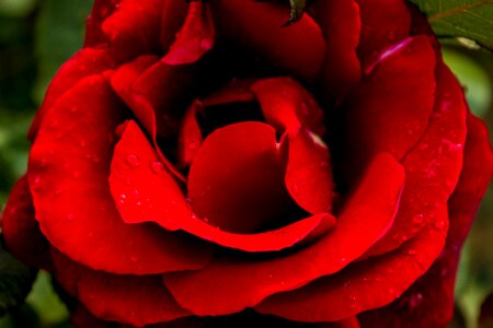 Floral nature blossom
