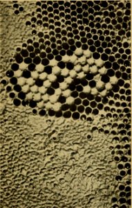 How to Keep Bees 77