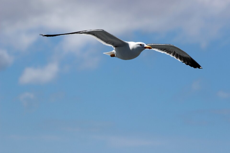 Seagull west frisian air