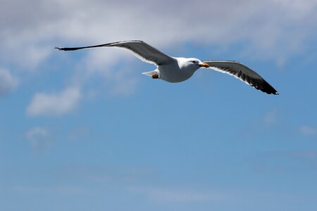 Seagull west frisian air photo
