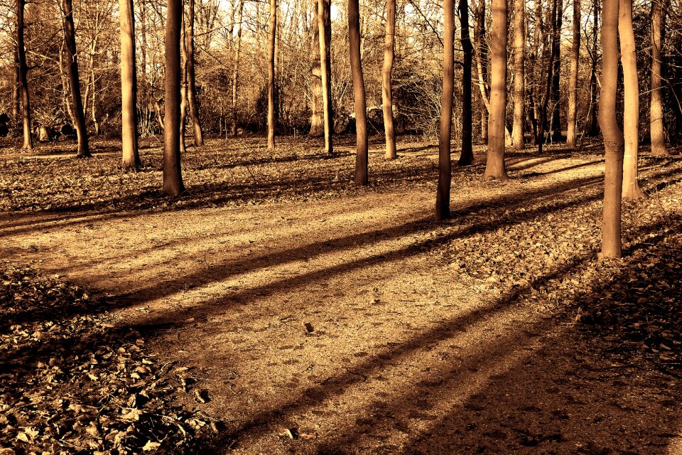 Shadows long shadows afternoon light