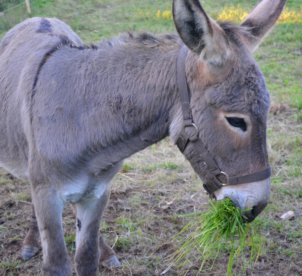 Eating grass green grass domestic animal ride horses