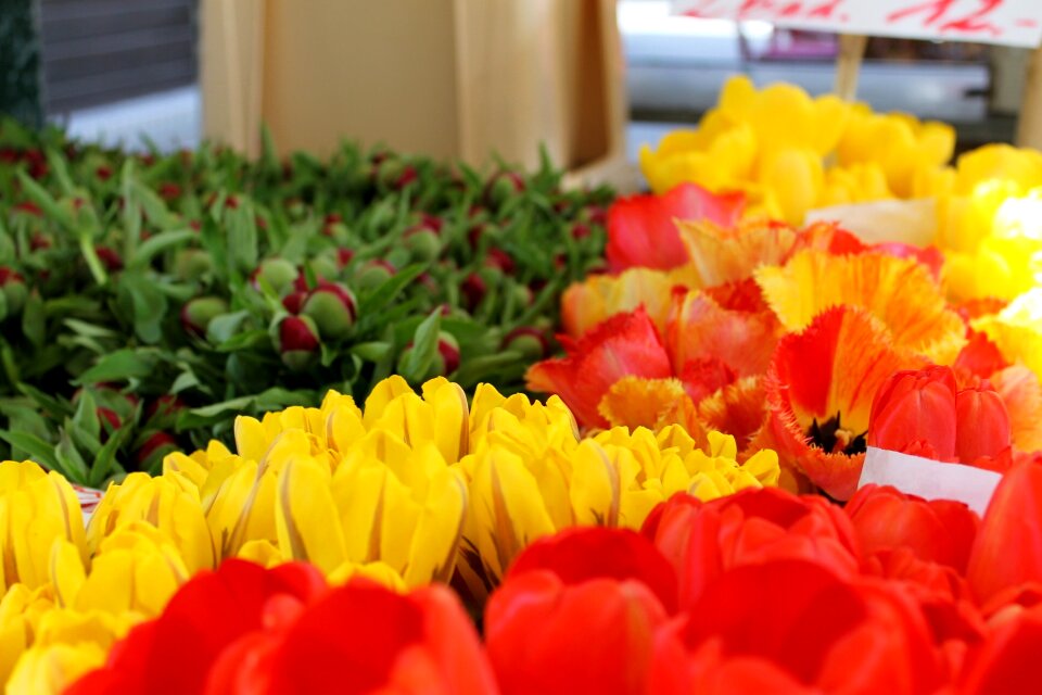 Garden leaf tulips