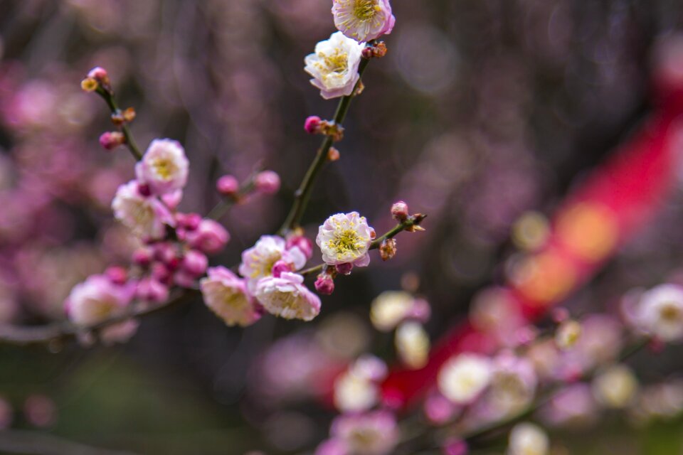 Plum garden short-focus close-up flower