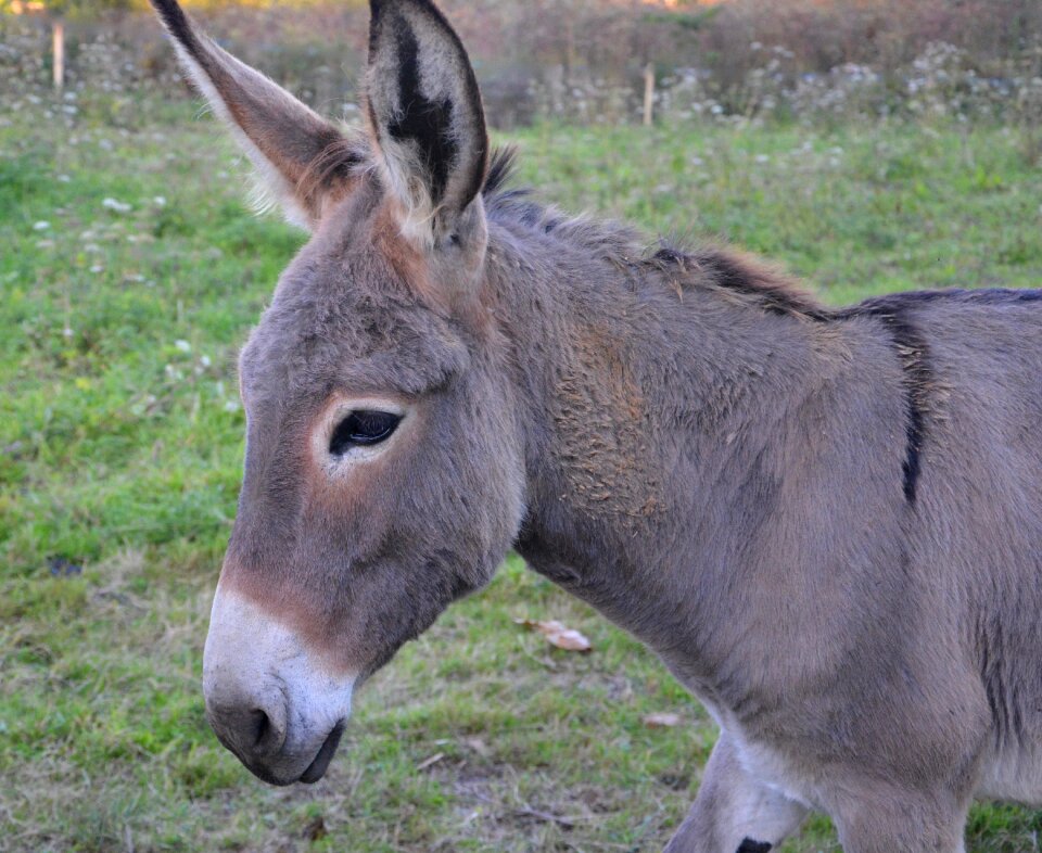 Grey tender soft domestic animal