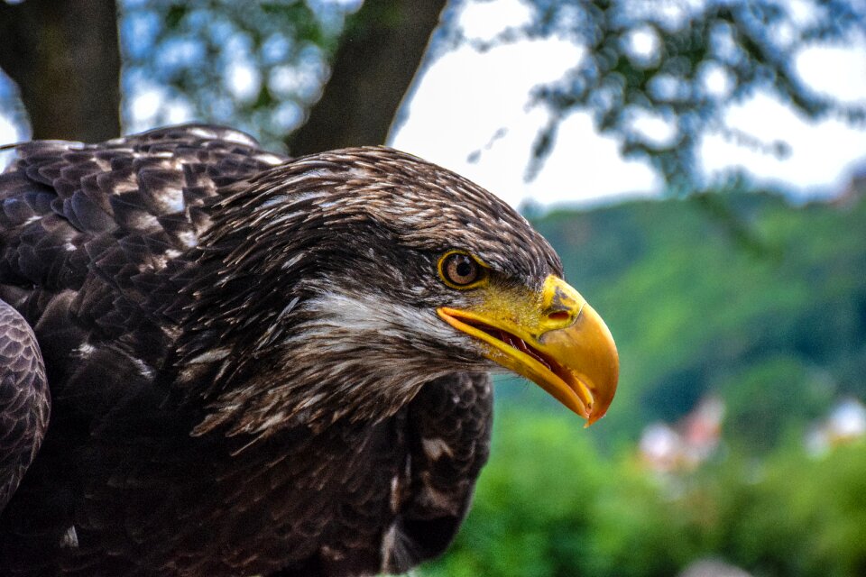 Bird animal world nature