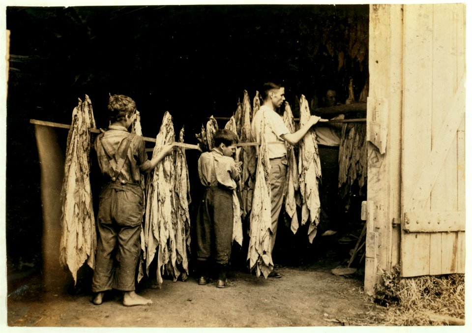 Housing tobacco in barn of W.L. Fugate. Will go to Schoolsville School but it has not opened on account of repairs. Lewis W. Hine. See 4398-9 and 4400. LOC cph.3a29795