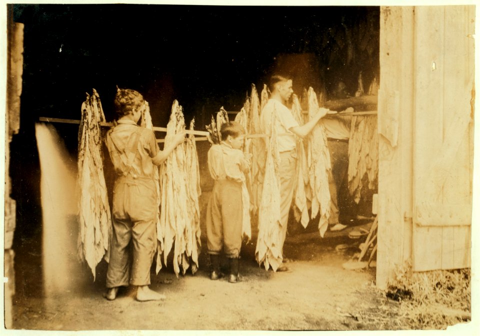 Housing tobacco in barn of W.L. Fugate. Will go to Schoolsville School but it has not opened on account of repairs. Lewis W. Hine. See 4398-9 and 4400. LOC nclc.00535
