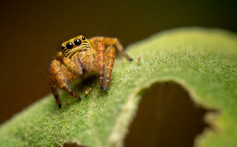 Wildlife leaf spider photo